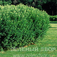 Вид 4