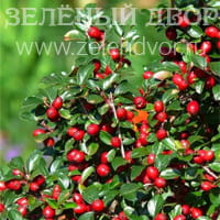 Вид 2