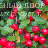 Вид 2