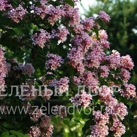 Вид 1