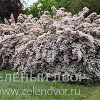 Вид 2