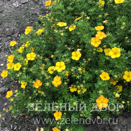 Вид 1