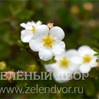 Вид 2