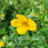 Вид 3
