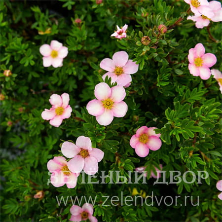 Вид 1
