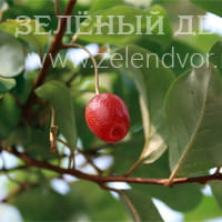 Вид 3