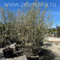 Вид 3