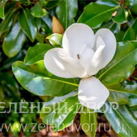 Вид 2