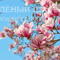 Вид 3
