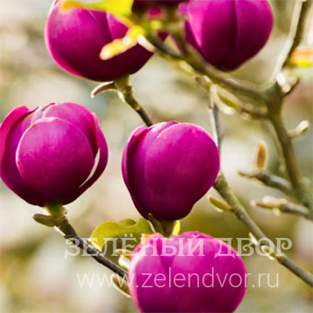 Вид 1