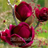 Вид 2
