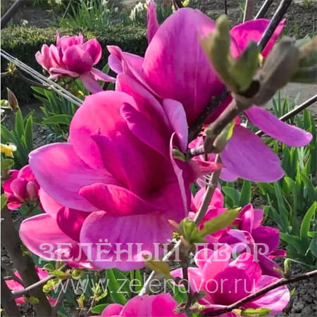 Вид 1