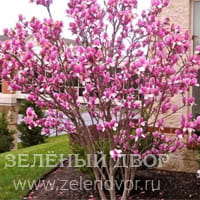 Вид 4
