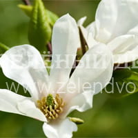 Вид 4