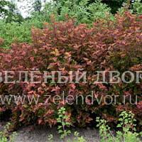 Вид 4