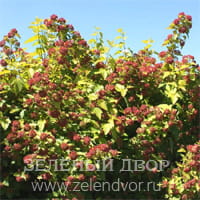 Вид 2