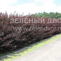 Вид 3