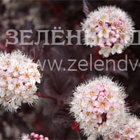Вид 2