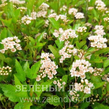 Вид 1