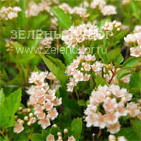 Вид 2