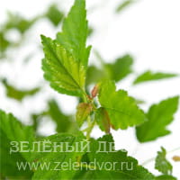 Вид 4
