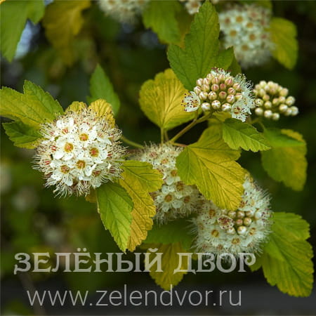 Вид 1