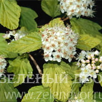 Вид 2