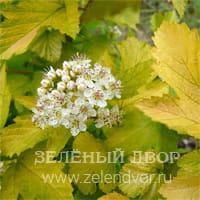 Вид 3