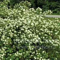 Вид 4