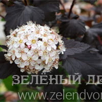 Вид 2