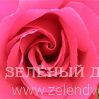 Вид 3