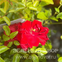 Вид 2