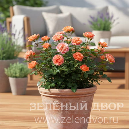 Вид 1