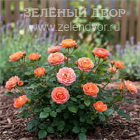 Вид 2