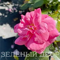 Вид 4