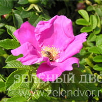 Вид 4