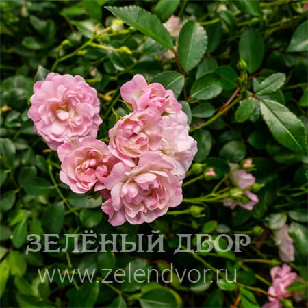Вид 1
