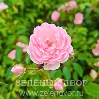 Вид 2