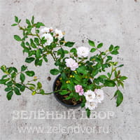 Вид 4