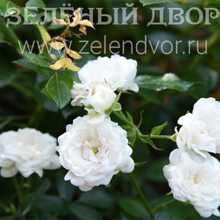 Вид 1