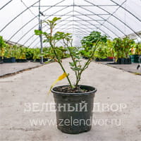Вид 3
