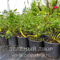 Вид 4