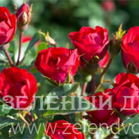 Вид 2