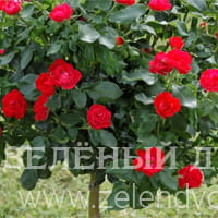 Вид 3
