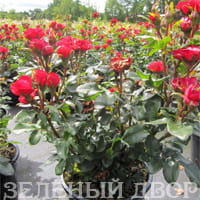 Вид 4