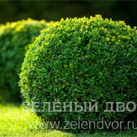 Вид 4