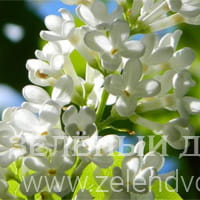 Вид 2