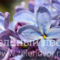 Вид 3