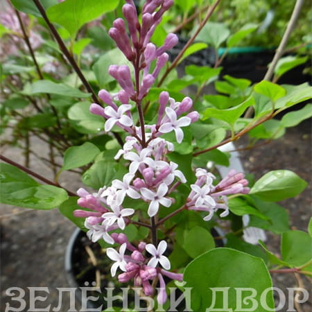 Вид 1