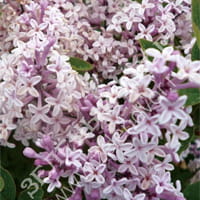 Вид 2